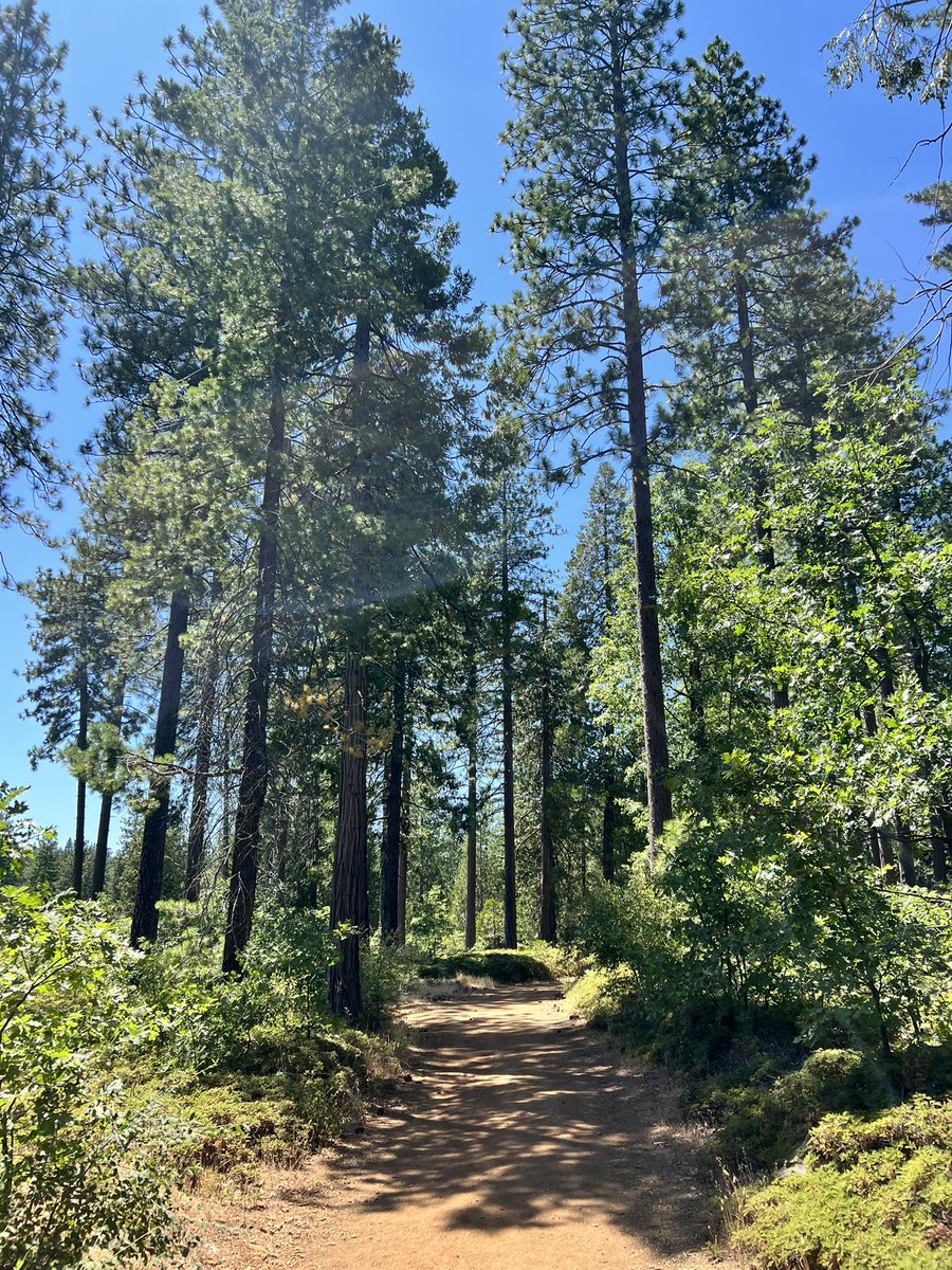 GetMentalWealth's tweet image. some quality fresh pine air