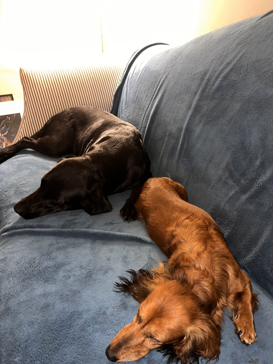 GallIain's tweet image. Sleeping beauties 😍