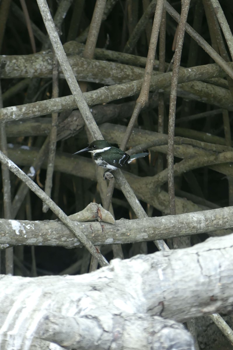 ZeebraDesigns's tweet image. Green Kingfisher in maze of mangrove roots.
Rio Portoviejo - Manabi - Ecuador
#WorldMangroveDay, #Birds, #BirdsSeenIn2025, #Ecuador, #Manabi