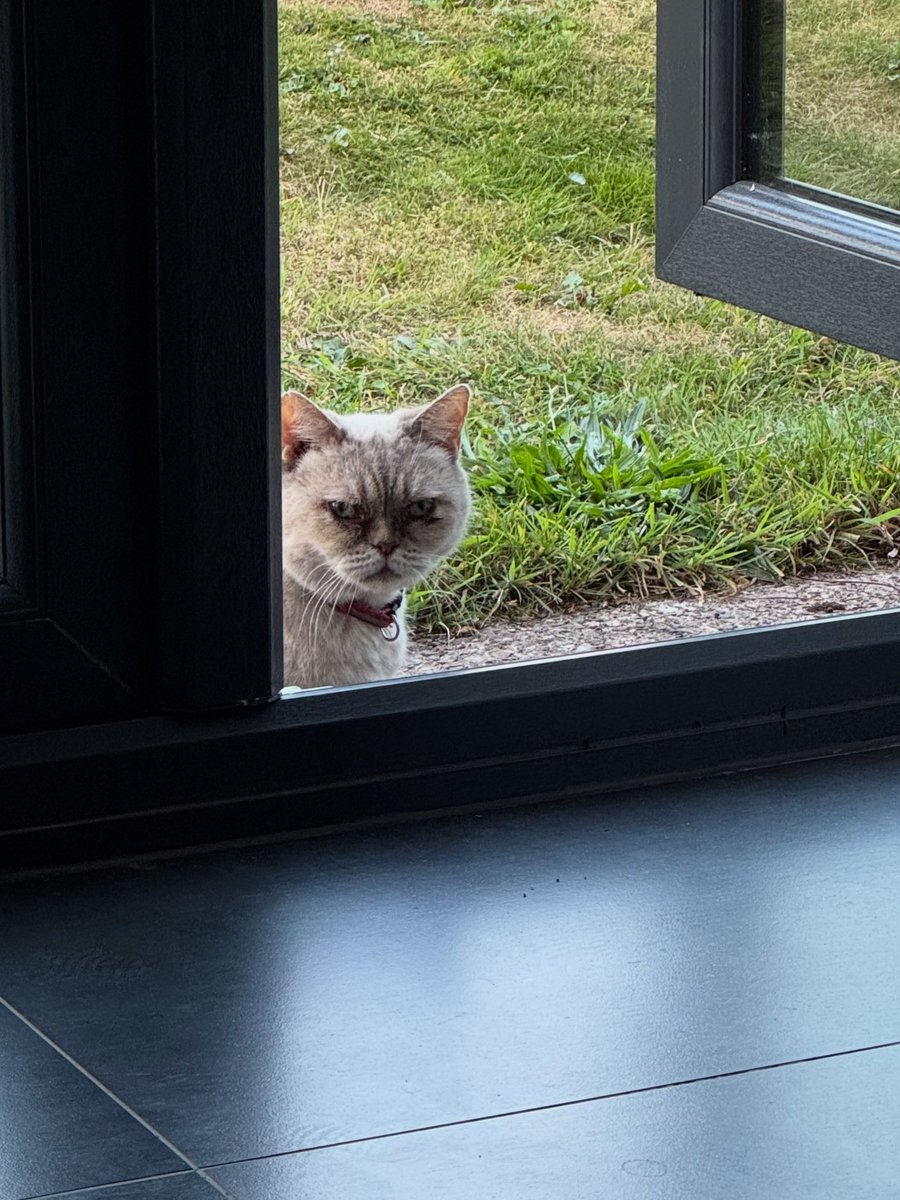 Our neighbours cat, clearly doesn’t approve