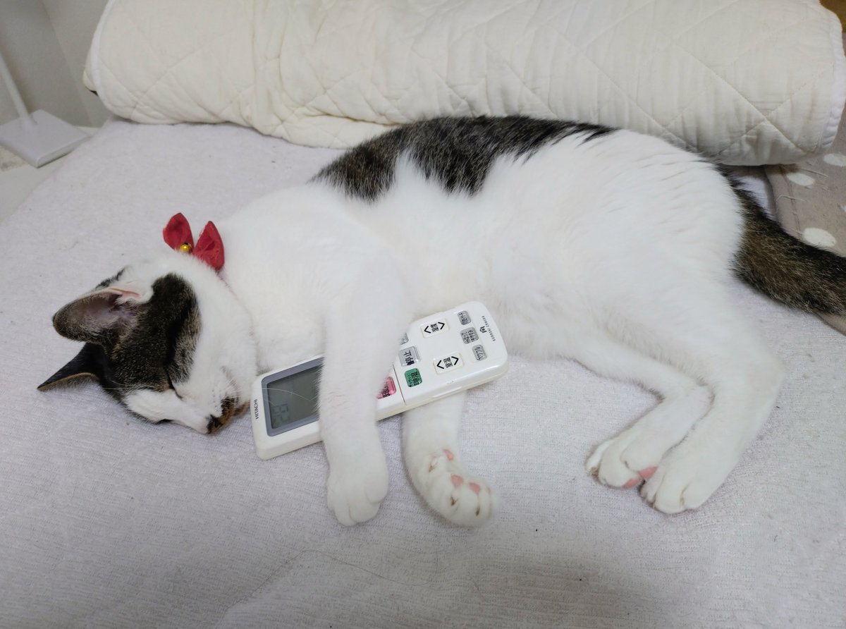 Js4zeKqmJxbnVBS's tweet image. エアコンの設定温度を28℃から
変えることを許さないチャコ姉ちゃん。
    
#それより下げると出ていきます
#弱冷房推進党