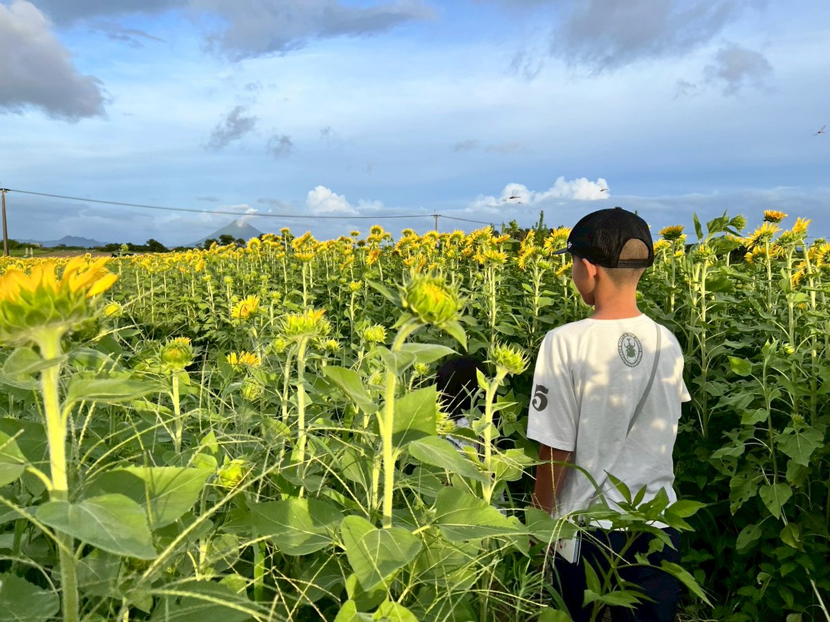 息子が1週間の一人旅から帰ってきました😁綺麗な向日葵🌻
帰りの飛行機１時間半の遅延✈️最後の最後まで息子は息子だったなぁと⋯😋笑
虫どんさんファミリーには感謝してもしきれないです🙂‍↕️ありがとうございました😃次は奈良でお待ちしてます🥰