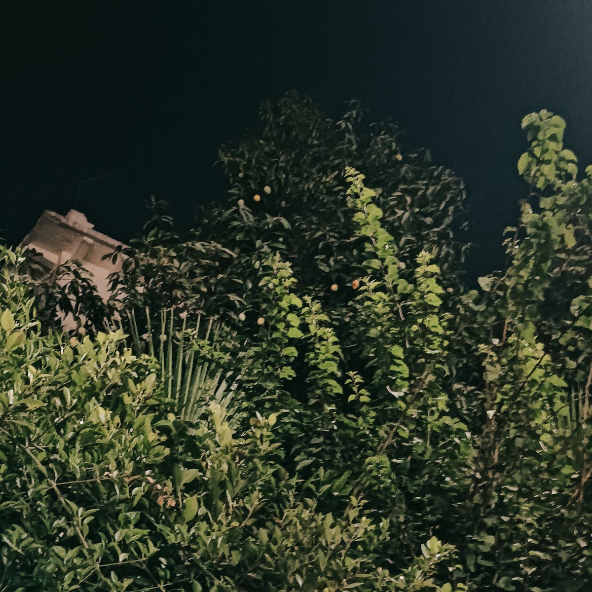 ROWANHEHE's tweet image. Late night walk مع الماما 💗
ده اللي قدرت التقطه لان ماما بتكره الصور والتصوير ف كل م تشوفني بصوت بتچادچ😓
هزة آخر صوره دي طبيعية 100٪، التُقطت وانا بحاول ألحق ماما اللي كل م الفت وشي الاقيها سبقتني بشوية أمتار