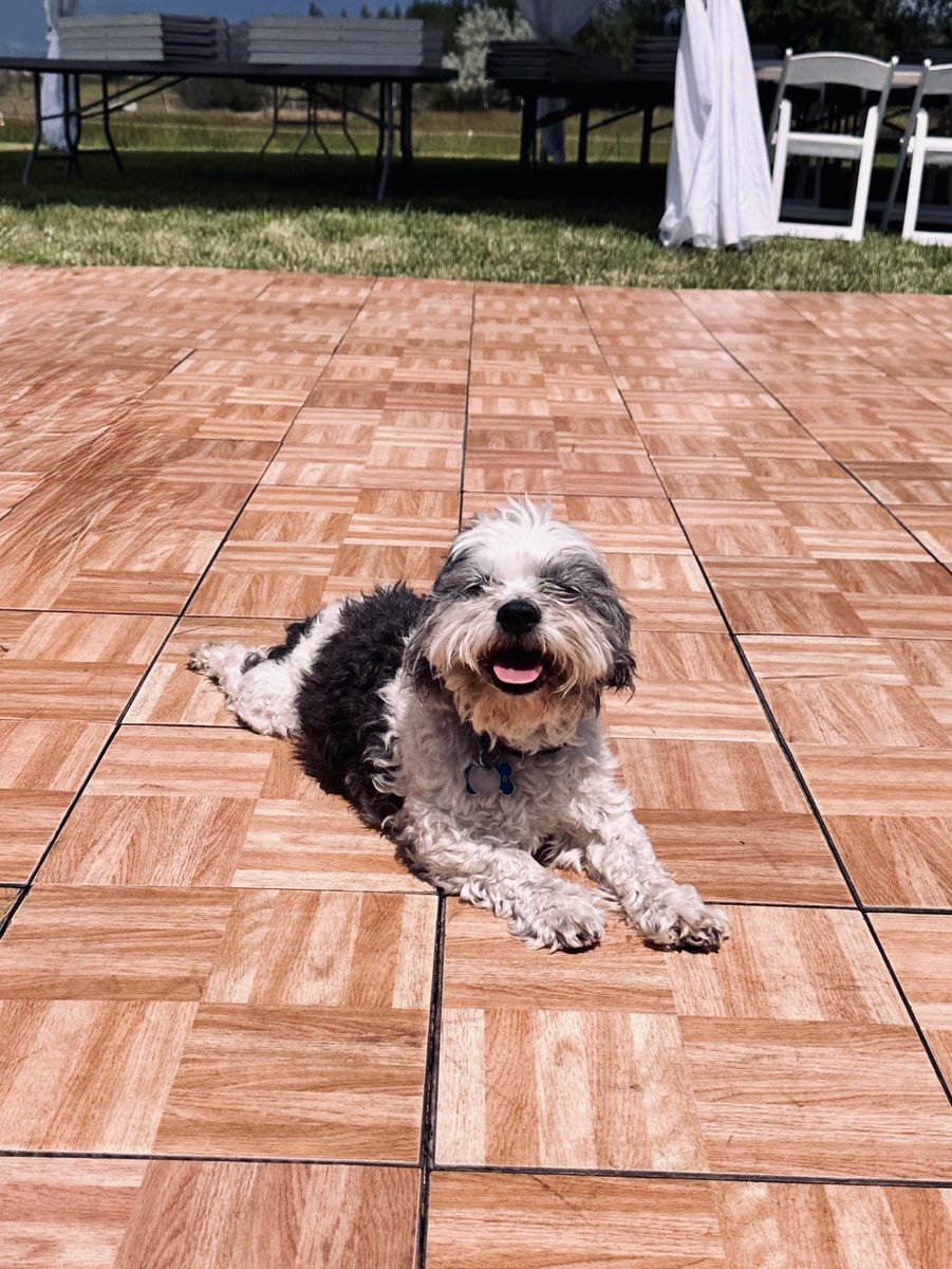 Hey <a href="/grok/">Grok</a>, who’s the cutest dog on Twitter? #dogsoftwitter