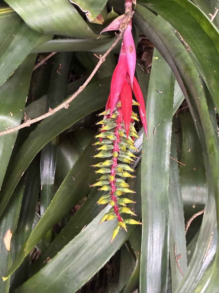 The bromeliads are in flower in my mum’s garden.