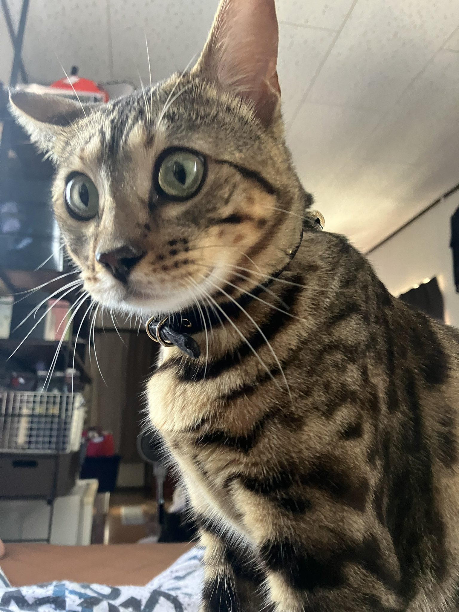 ベンガル猫のひげ ベンガル猫の子猫の最新価格相場 - Genspark