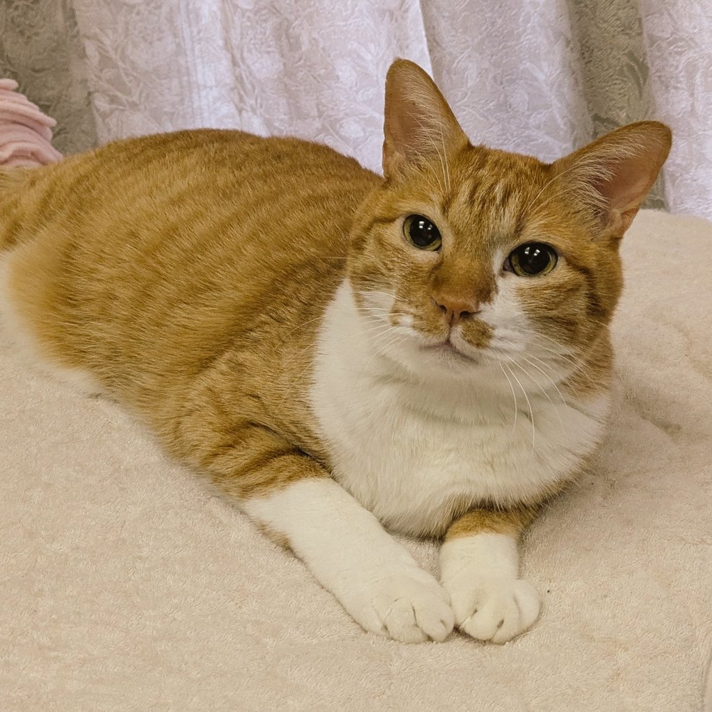 mikemiyo's tweet image. ←花火のニュース
花火の場所取りのニュース→