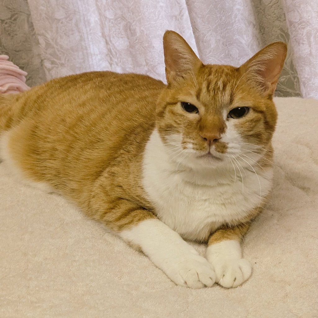 mikemiyo's tweet image. ←花火のニュース
花火の場所取りのニュース→