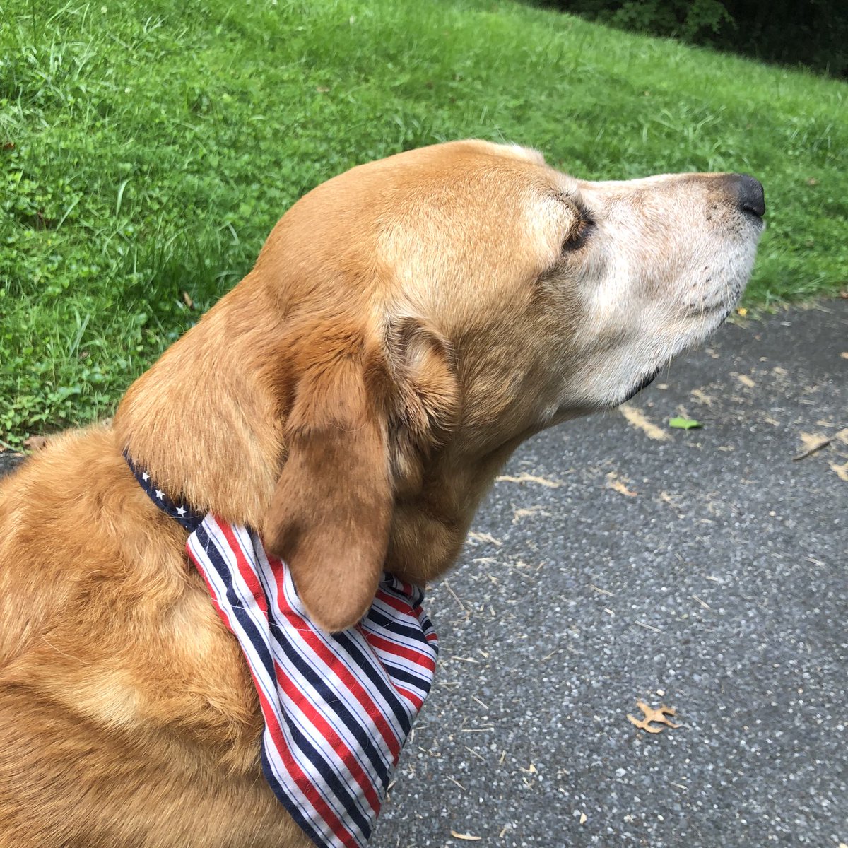 I forgot I had several Stars and Stripes collars, bow ties, and bandanas for Duke and found them today. Unfortunately, I didn’t find them in time for Flag Day, Memorial Day nor Fourth of July.🤷🏼‍♀️
Duke was very excited having them put on him and he seemed very proud.🇺🇸