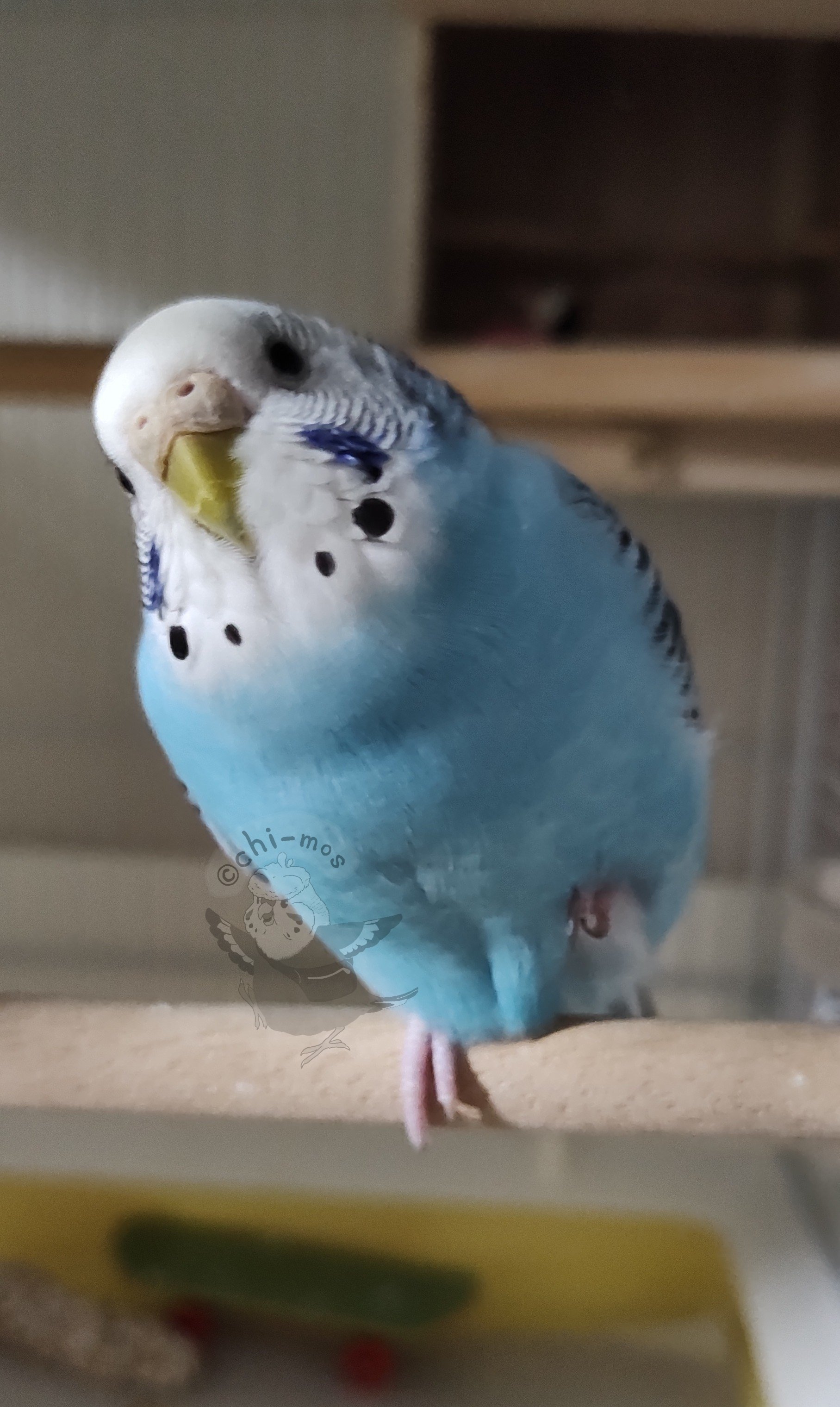 ◆インコ◆ chi-mos on X: 