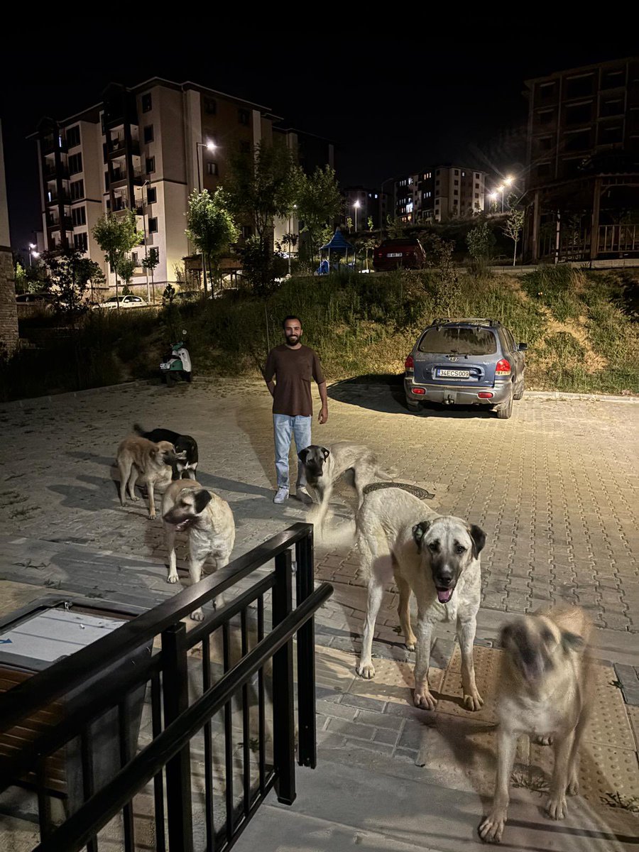 Sinankzay4's tweet photo. Gece beslemesi 😊 
#SokakHayvanlarıSahipsizDeğil 
#sokakhayvanlarısahipsizdeğildir https://t.co/Z4t7b04SOI