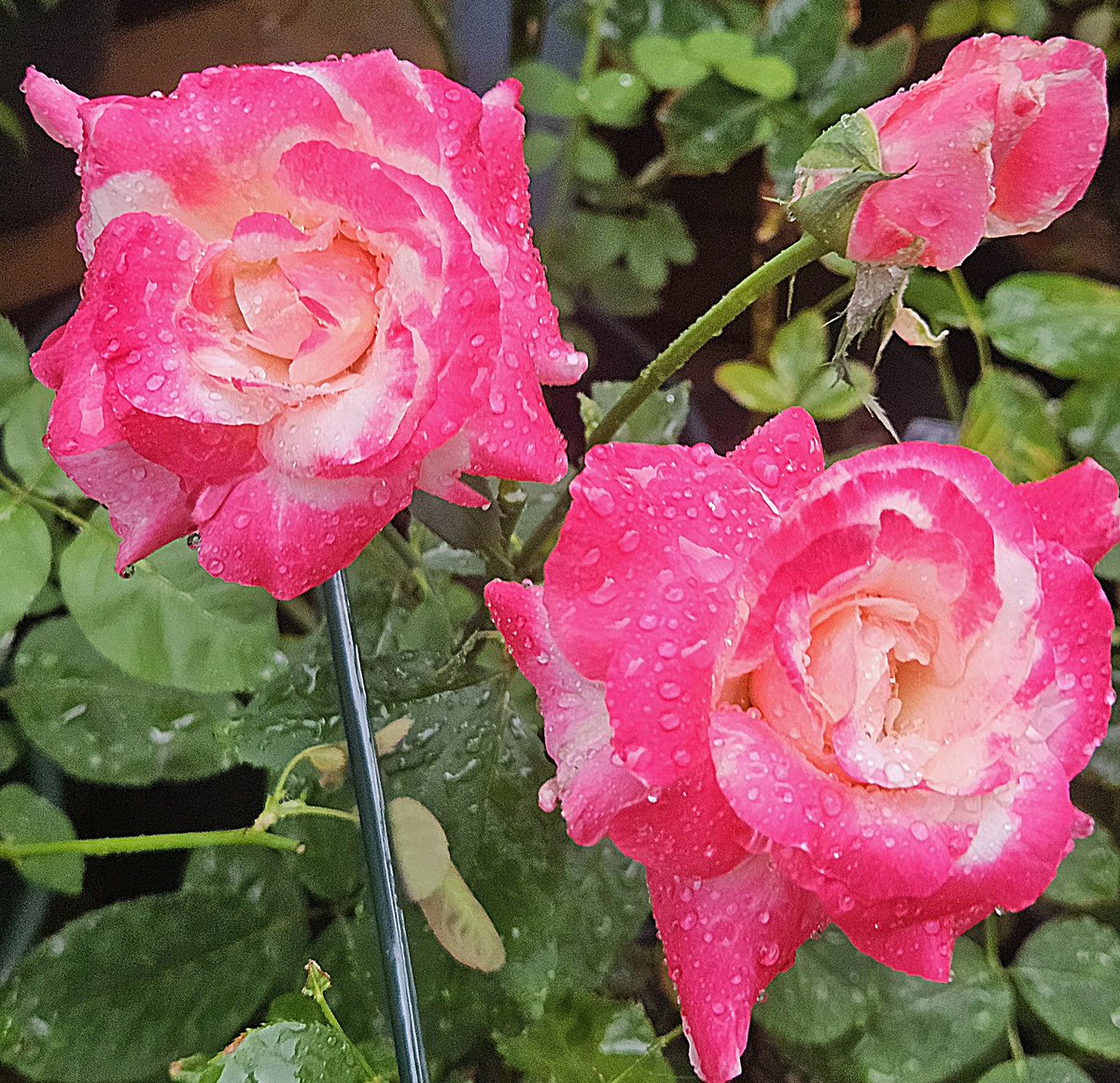kft_qt's tweet image. 🐔&amp;lt;ｺｹｯ🥳
おはようございます(*´▽｀*)ﾉ))
☔☁☔☁30℃⤴︎

今日は
仕事になって しまいました(&amp;gt;_&amp;lt;)
 雨が降ったり止んだり(´･A･`)☔
だから 
まっ 🦑いっか❗😅
暑い中🥵雨☔の中でも
咲いてた 朝撮り📷の
🌹ダブルディライトだっちゃ

良い日曜日を〜🤗
 
#TLを花で一杯にしよう