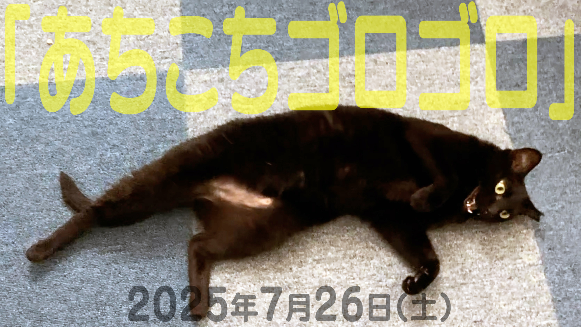 黒猫3 黒猫/子猫/3ヶ月」埼玉県 - 猫の里親募集(255202) :: ペットの