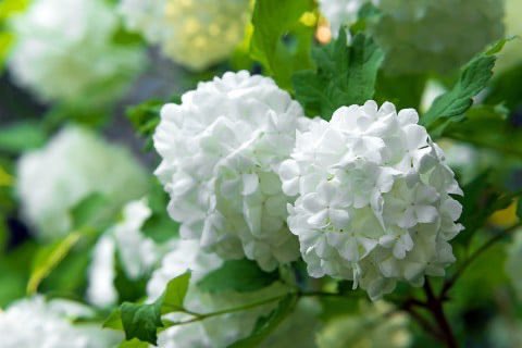 bz0178bz1's tweet image. 🌼一粒万倍日
【✨💐366日の誕生花💐✨】
7月27日…ビバーナム
花 言 葉 …私は誓います
咲きはじめは爽やかなライムグリーン
徐々に白くなり最後は純白に
あなたを守り
幸せに豊かであることを
私は誓う🥰
💕🎂 本日お誕生日の皆様! 🎂💕
✨🎊おめでとうございます🎊✨
💜❤️💚#二人だけの秘密