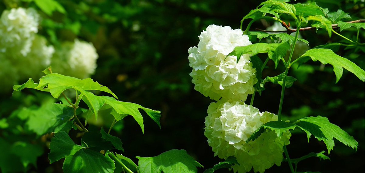 bz0178bz1's tweet image. 🌼一粒万倍日
【✨💐366日の誕生花💐✨】
7月27日…ビバーナム
花 言 葉 …私は誓います
咲きはじめは爽やかなライムグリーン
徐々に白くなり最後は純白に
あなたを守り
幸せに豊かであることを
私は誓う🥰
💕🎂 本日お誕生日の皆様! 🎂💕
✨🎊おめでとうございます🎊✨
💜❤️💚#二人だけの秘密
