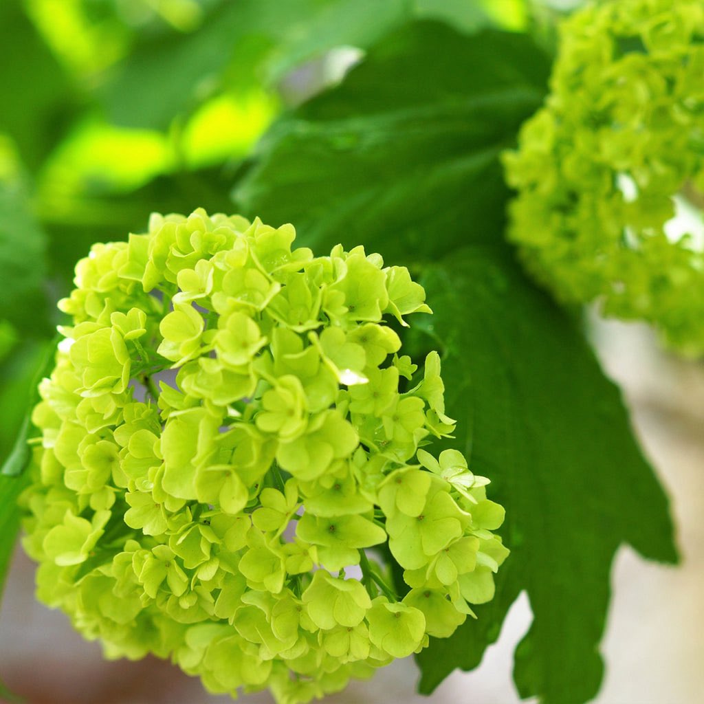 bz0178bz1's tweet image. 🌼一粒万倍日
【✨💐366日の誕生花💐✨】
7月27日…ビバーナム
花 言 葉 …私は誓います
咲きはじめは爽やかなライムグリーン
徐々に白くなり最後は純白に
あなたを守り
幸せに豊かであることを
私は誓う🥰
💕🎂 本日お誕生日の皆様! 🎂💕
✨🎊おめでとうございます🎊✨
💜❤️💚#二人だけの秘密