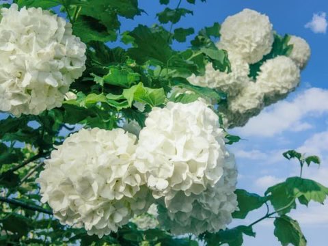 bz0178bz1's tweet image. 🌼一粒万倍日
【✨💐366日の誕生花💐✨】
7月27日…ビバーナム
花 言 葉 …私は誓います
咲きはじめは爽やかなライムグリーン
徐々に白くなり最後は純白に
あなたを守り
幸せに豊かであることを
私は誓う🥰
💕🎂 本日お誕生日の皆様! 🎂💕
✨🎊おめでとうございます🎊✨
💜❤️💚#二人だけの秘密