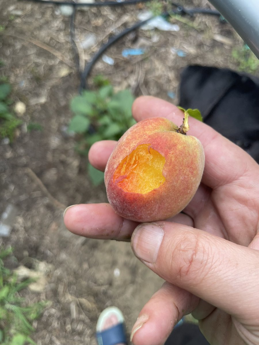 BstKidEva's tweet image. First one dropped. 
So I eat it.