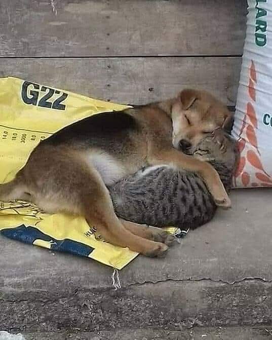 Amor Callejero, a veces triste, pero es Amor verdadero. 🐾🕊️💞