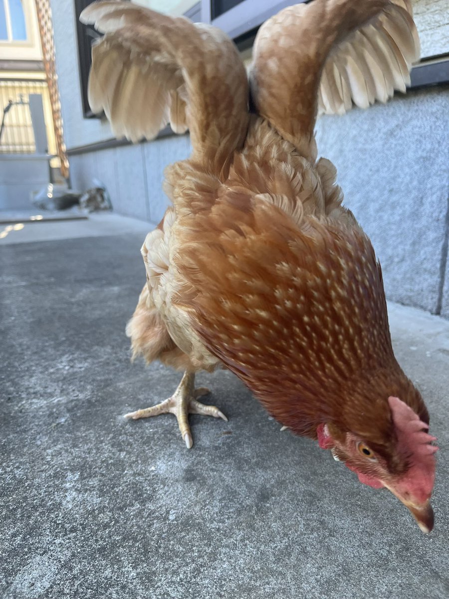 mii11119's tweet image. gull wing🪽