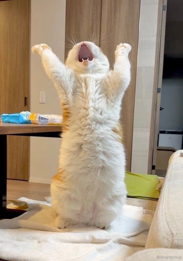 TheMeowProject's tweet image. AHHHHHHHHHHHHHHHH