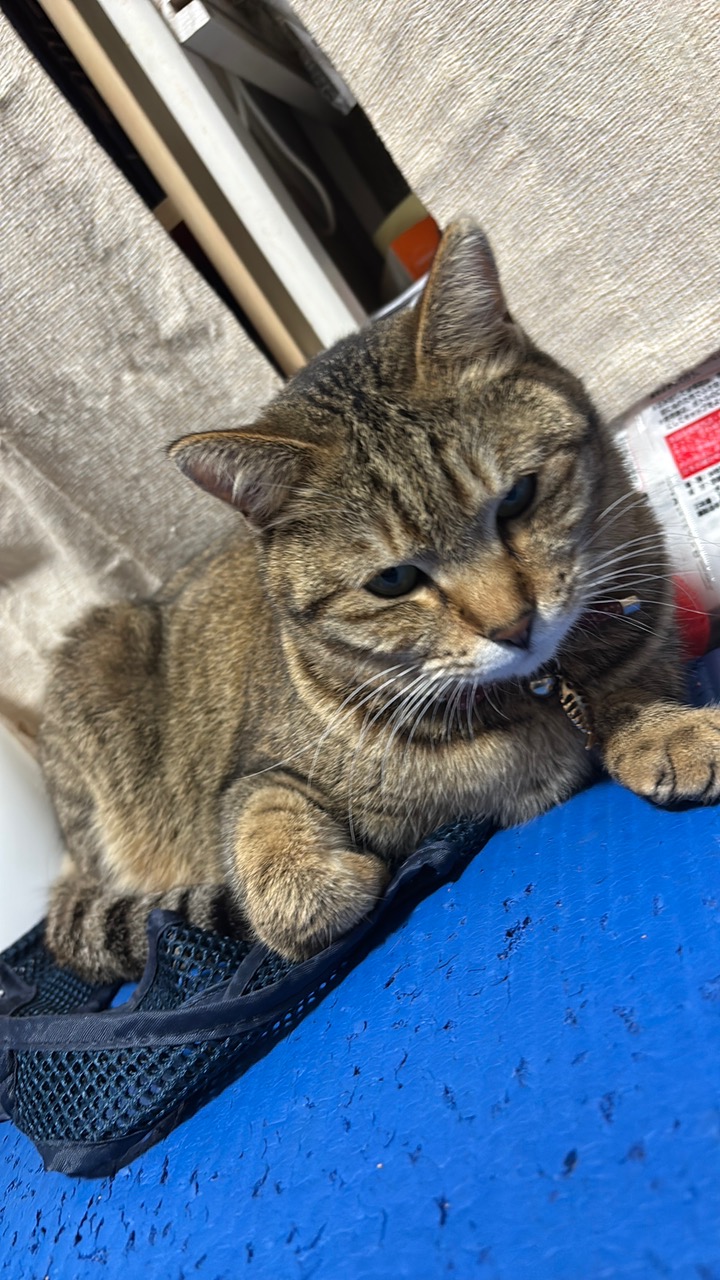 こう「見つめる先に…トイプードル」「こちらを向いて…白キジ猫」 猫の不思議キジ猫│フェリシモ猫部