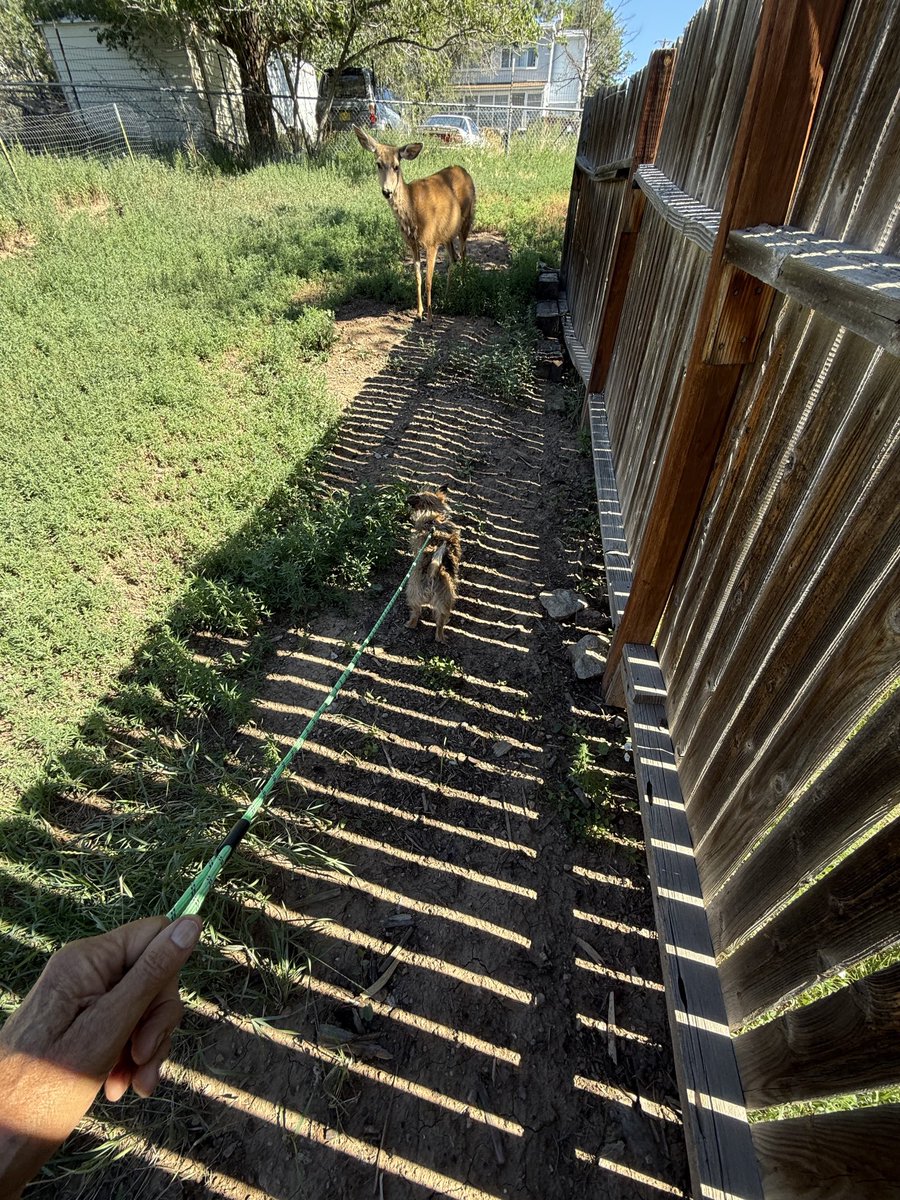 4zoyazu's tweet image. Dog &amp;amp; deer