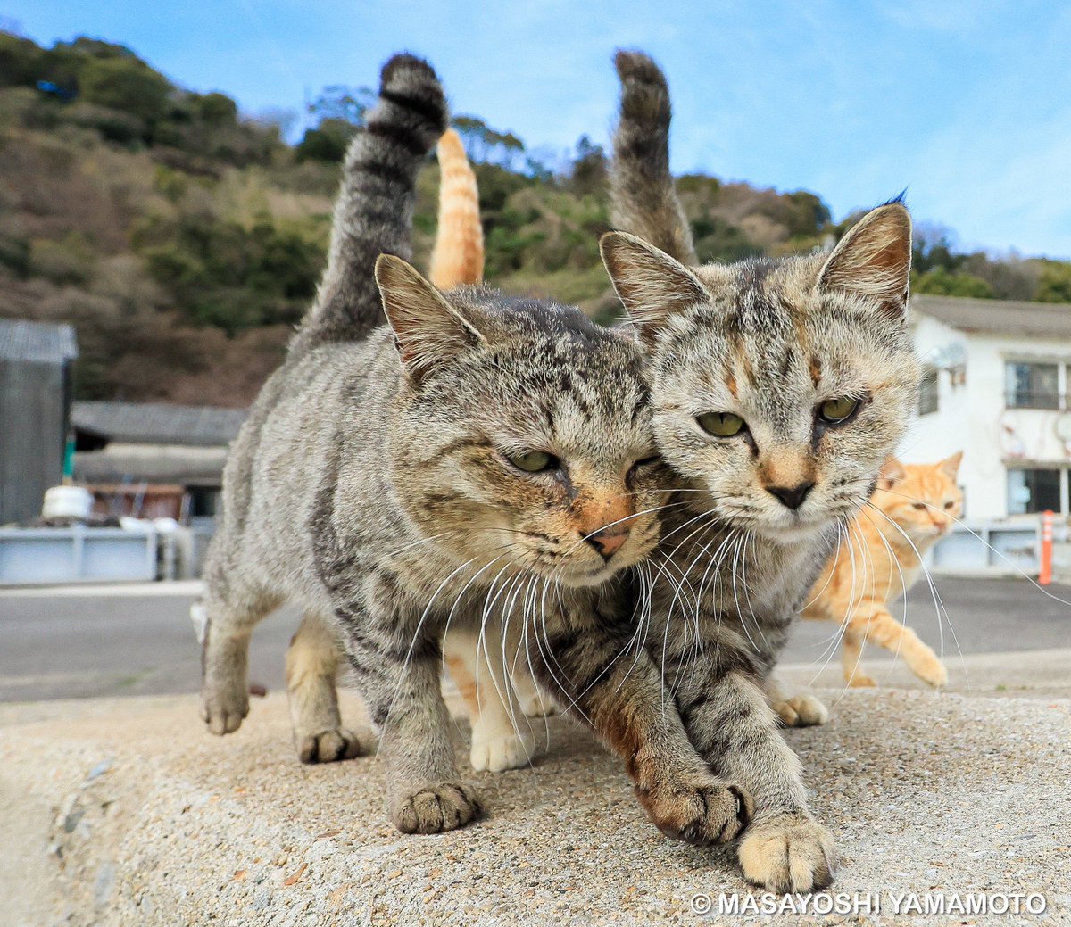 nekoiroiro's tweet image. 一緒に