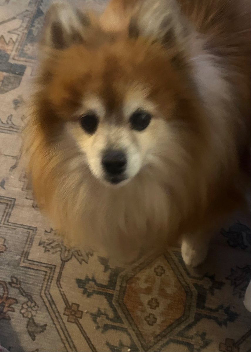 OznovaPam's tweet image. My dog was so distraught when she got home from grooming yesterday
The car that was used to pick both dogs up I had no AC .
I put all the symptoms and info into grok.
Grok gave information on what to do for my dog, nearly 14 years old a small Pomeranian heat stroke.
I’m in…