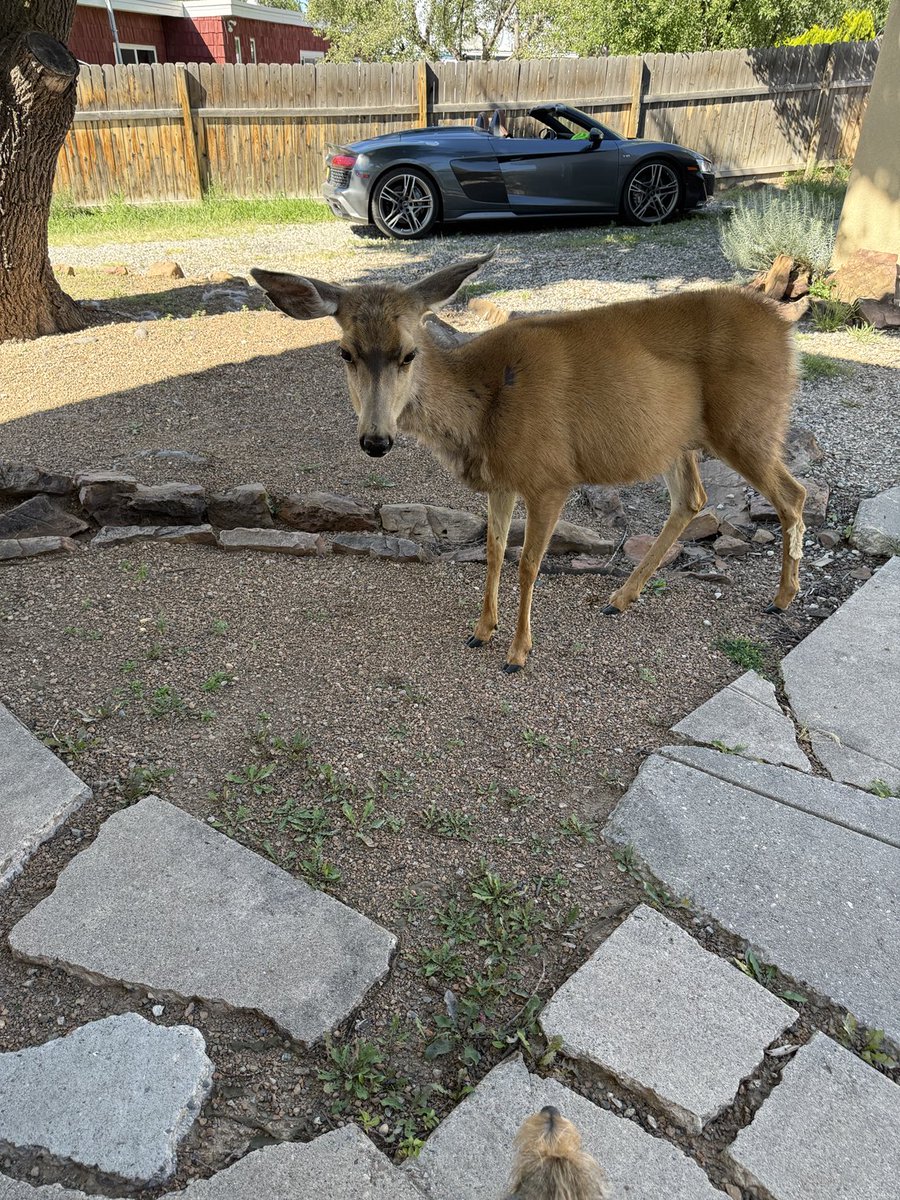 4zoyazu's tweet image. Deer &amp;amp; R8