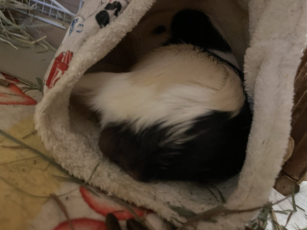 Licht0410's tweet image. おはもる🐹
久々に推し活遠征してくる🐹✨