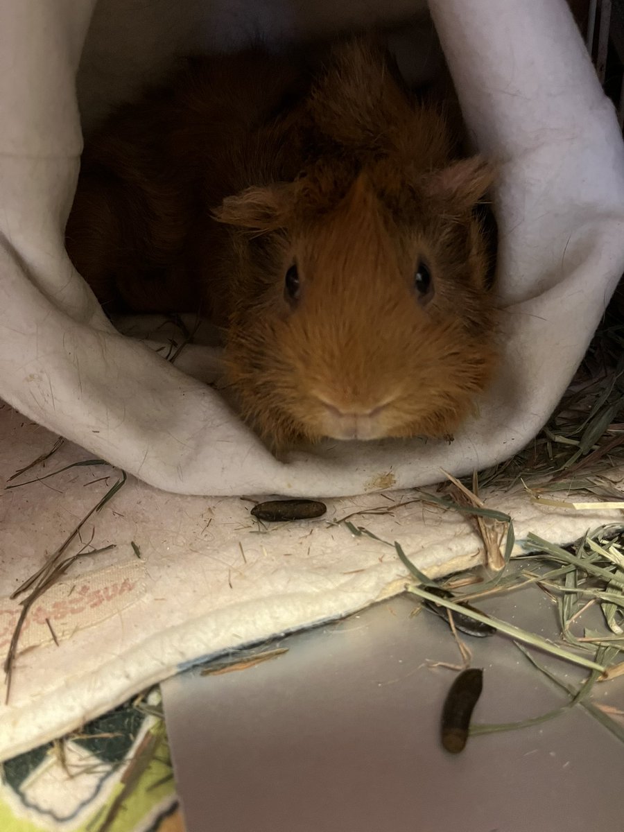 Licht0410's tweet image. おはもる🐹
久々に推し活遠征してくる🐹✨