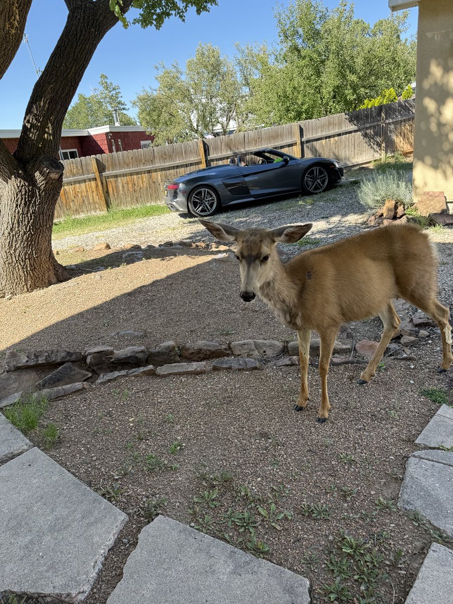 4zoyazu's tweet image. Oh deer