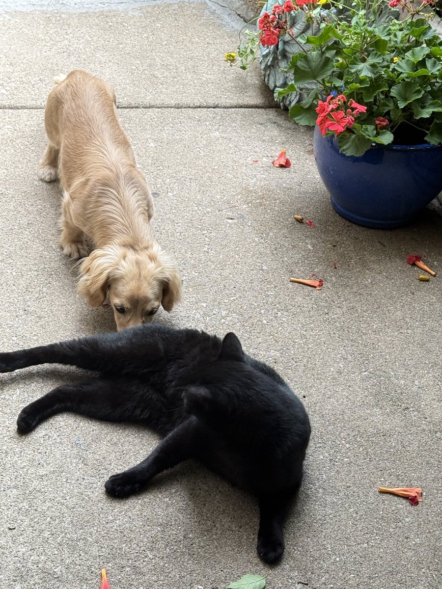 megantheevalium's tweet image. lychee is the og butt sniffer