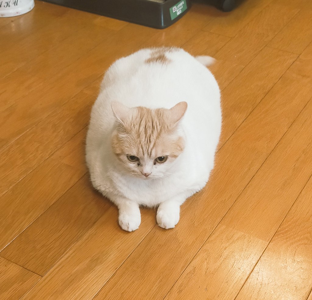 まさねこ まさまさ(猫) on X: 