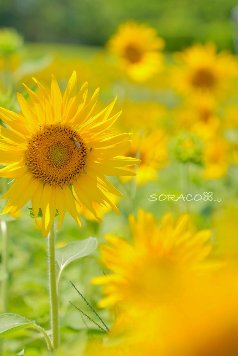 soracosorairo's tweet image. おはようございます🌻🐝𓂃𓈒𓏸︎︎︎︎

#α7CII 
#ひまわり