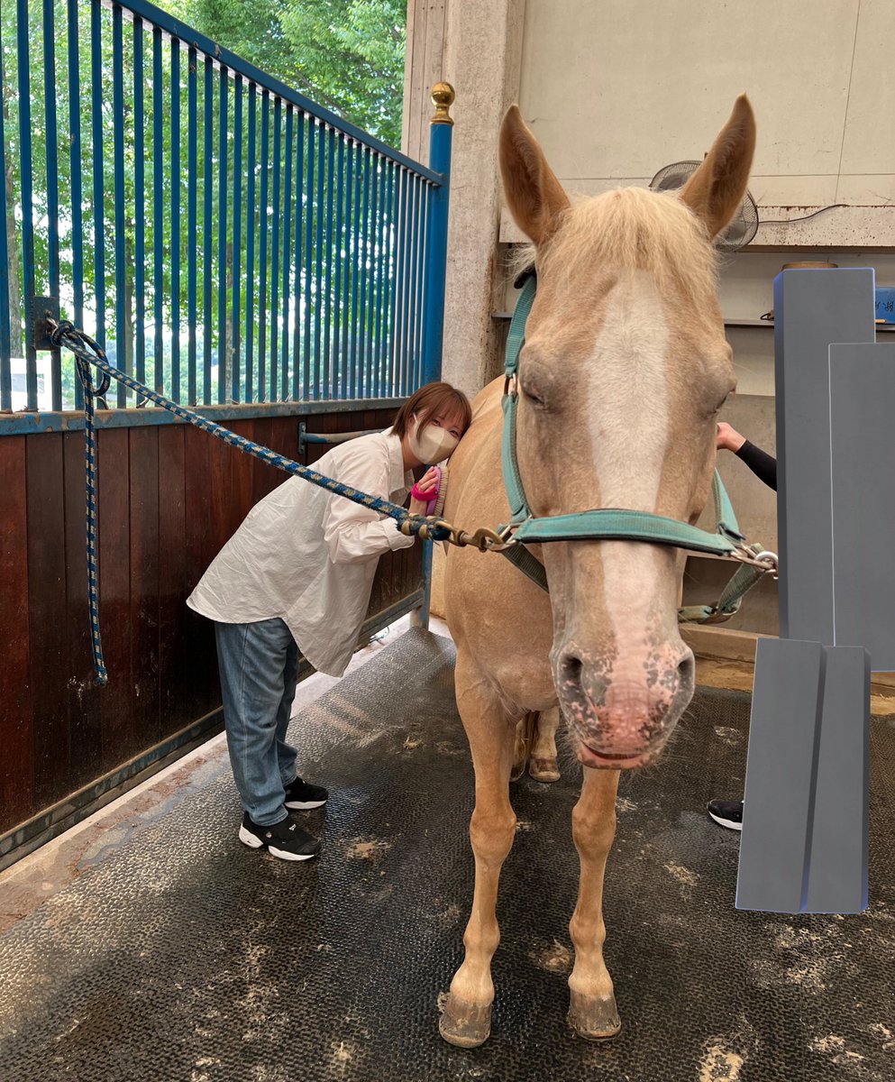 昨日、馬引いて馬撫でただけなのに全身が筋肉痛になった(？)