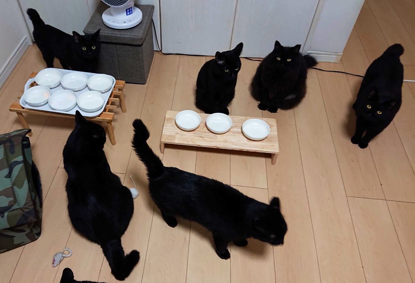 黒猫様 御専用 黒猫様 御専用 黒猫さま専用❤️