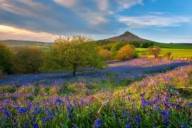 CountryStandard's tweet image. Close the "Thisk Gap" and link two of England’s most iconic National Parks :
Nosterfield Reserve
Cod Beck
Farmland margins nr South Kilvington & Bagby
Ampleforth–Coxwold corridor
Yearsley Woods – a vital wooded stepping stone
Sutton Bank escarpment & Boltby Forest @MaryCreagh_