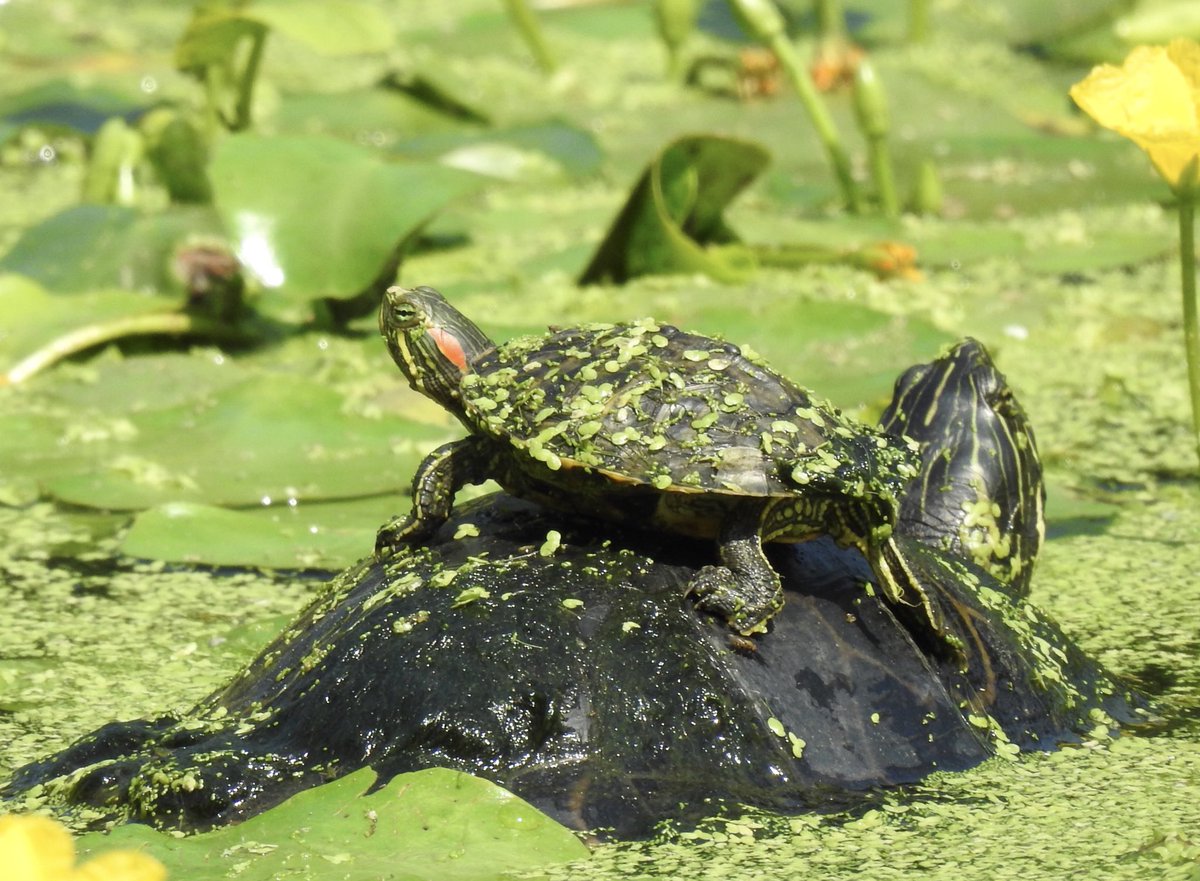 Tony (@tparkslope) on Twitter photo Work wiser not harder. Turtle hitching a ride in Prospect Park today. <a href="/BirdBrklyn/">Brooklyn Bird Alert</a> <a href="/prospect_park/">Prospect Park</a> Work wiser not harder. Turtle hitching a ride in Prospect Park today. <a href="/BirdBrklyn/">Brooklyn Bird Alert</a> <a href="/prospect_park/">Prospect Park</a>