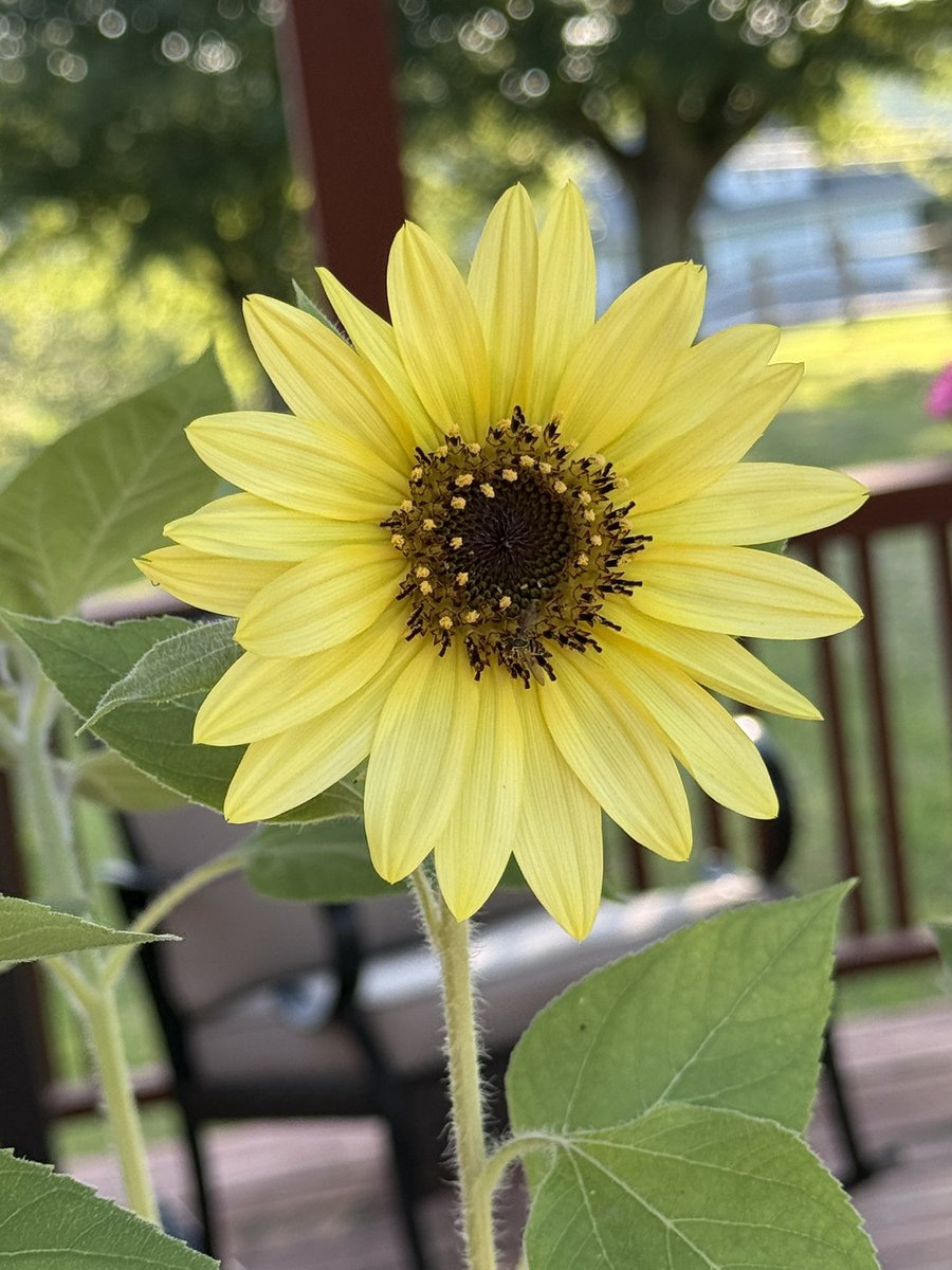 Alwaysmiranda's tweet image. Our sunflower is so so pretty! 🤩