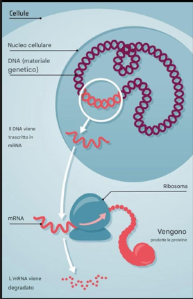 Finalmente l'ho trovato !
Come funziona l'mRNA
N.B. Le proteine sono le Spike