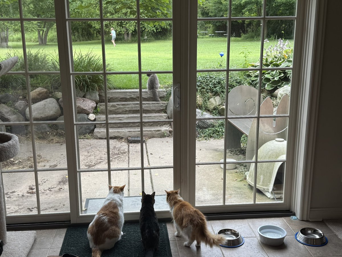 “How come that woman took that frog away from our friend Hugh? Some #Caturday.”