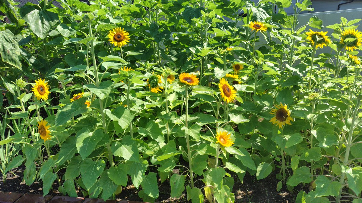 AbeTakuya3's tweet image. 咲き進んでおはようございます。
2年目の同僚が、北海道に帰省し、あまりの暑さに音を上げています。
「やっぱりメガソーラーが関係あるんでしょうか」
ちなみに彼女、こちらに来るまで、『あの虫』を見たことがなかったということなのですが、近い未来、海を渡るのかもしれませんね。