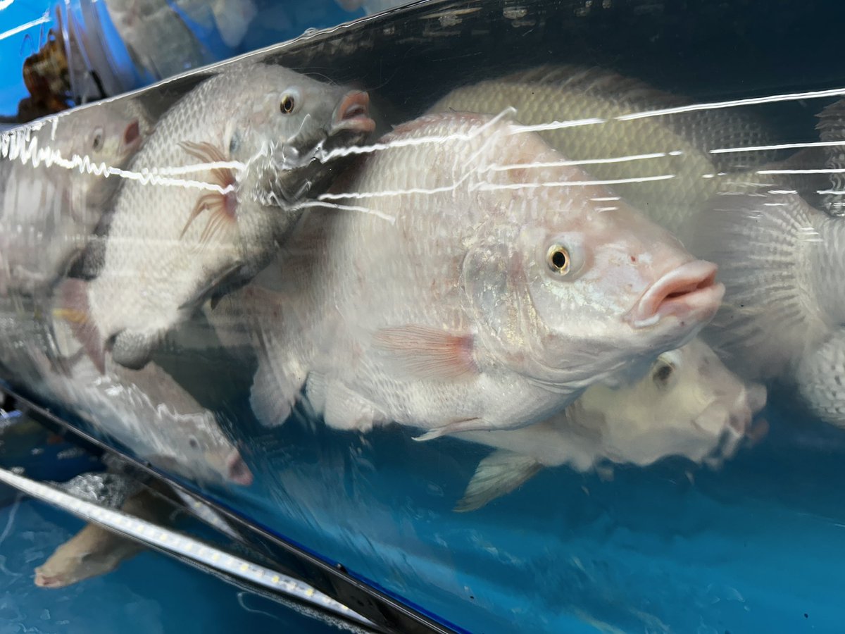 ScottTaylorTV's tweet image. Fishing around @hmartofficial for dinner. 🤖