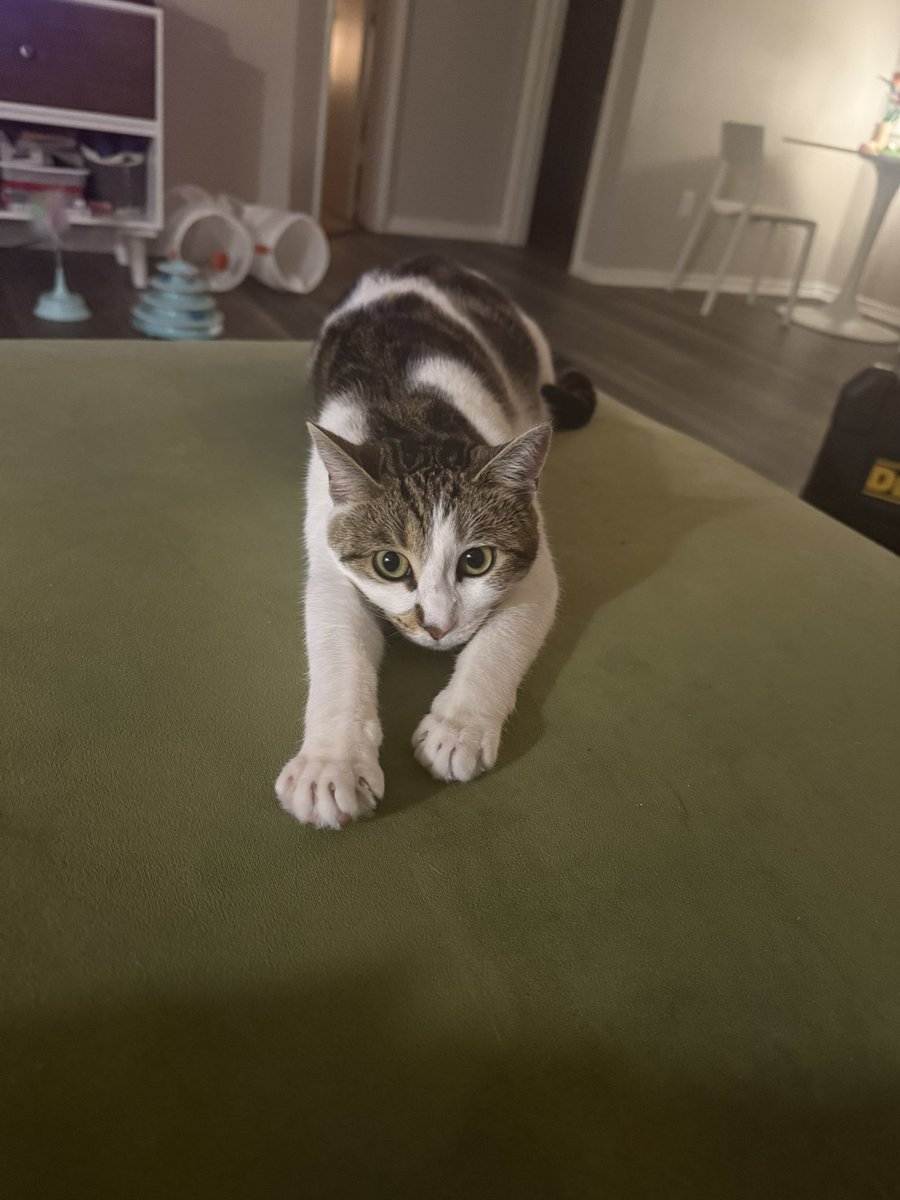 elistakes's tweet image. That reminds me: meet dynamight she was never introduced on here :)