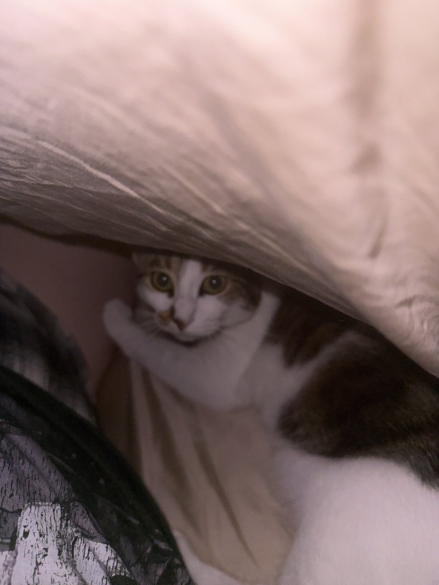 elistakes's tweet image. That reminds me: meet dynamight she was never introduced on here :)