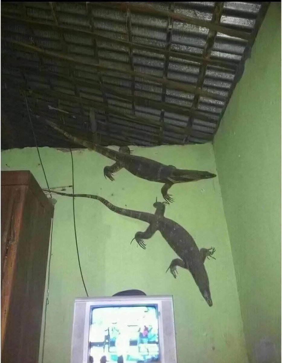 daniloperla's tweet image. Los geckos en El Salvador.