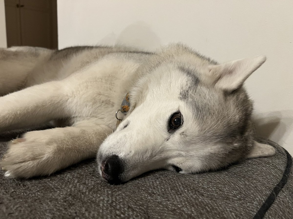 카가는 잘 지내고 있어요! 🐺
