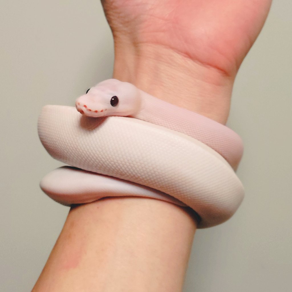 wanted_to_pet's tweet image. 今朝のメンテはウルティマ🐍
飼い主のメンテの邪魔をしてくる可愛い子😊
#ボールパイソン
バナナスーパーファイア